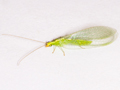 Chrysoperla lucasina